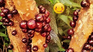 👉 5 FRUTÍFERAS 🍒TOP QUE ESTÃO PRODUZINDO NO MEU QUINTAL 🌳😋 [upl. by Gordon509]