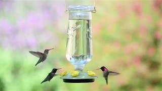 PerkyPet Desert Bloom TopFill Glass Hummingbird Feeder [upl. by Pedaiah]