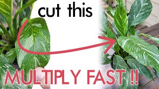 Easy amp FAST Propagate Your Peace Lily Both Regular amp Variegated into DOZENS of NEW Plants [upl. by Namsu]