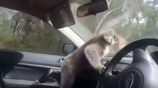 Koala Wont Leave Car [upl. by Eleonora]