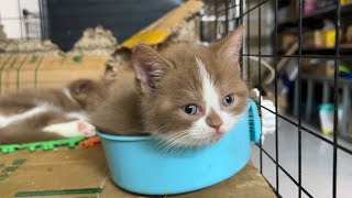 Meow Kittens  Kittens consider the bowl to be the most comfortable place to rest [upl. by Akirdna966]