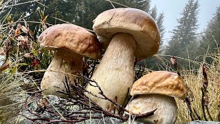 BOMBONIERE D’INIZIO AUTUNNO FUNGHI PORCINI 2024 [upl. by Odradlig]