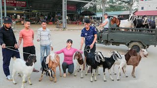 Use 3wheeled Vehicle To Buy Farmers Goat Herd Transport Goats Go To Market Sell  Free Bushcraft [upl. by Corrina]