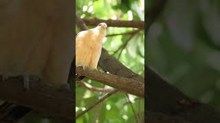 Nature’s Survivor  The Yellowheaded Caracara in Action [upl. by Neurath]