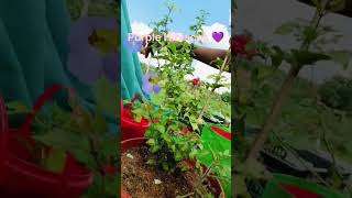 Purple hibiscus💜 subscribenaturegarden ytshorts support [upl. by Donaldson]