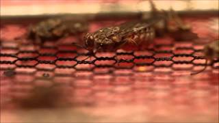 Female Tsetse Fly Feeding [upl. by Alage]