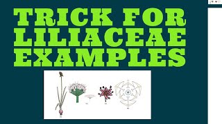 LILIACEAE EXAMPLES TRICK [upl. by Ann675]