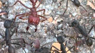 Clash of Ants in the Tropical Dry Forest of Chamela Phorid Flies on the Lookout [upl. by Elehcar]