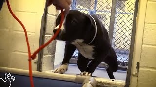 Dog Gets Adopted and Totally Loses It [upl. by Butterfield755]