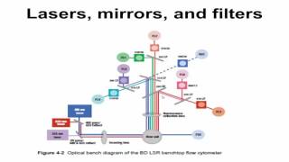 Flow Cytometry Diagnosis of Primary Immunodeficiency Verbsky [upl. by Naujal74]