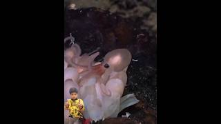 Baby Octopus coming out of 🥚🥚 eggs 😍reaction ytshort viral octopus shorts [upl. by Dloreh]