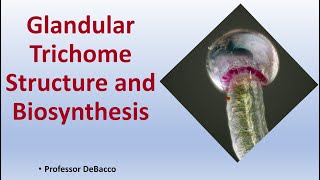 Glandular Trichome Structure and Biosynthesis [upl. by Eittol]