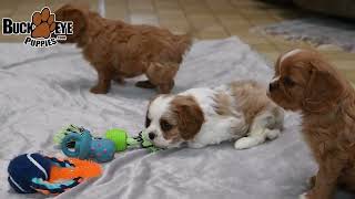 Adorable Cavalier King Charles Spaniel Puppies [upl. by Ramedlab]