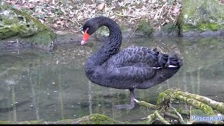 Beau Cygne noir Le male et la belle femelle [upl. by Lertnek]