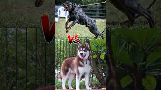 PITBULL VS ROTTWEILER VS GERMAN SHEPHERD SKplayZzZ5 pitbull rottweiler doberman dogbreeds [upl. by Kessia746]