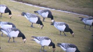 Barnacle geese on Solway Firth estuary Cumbria [upl. by Iralav]