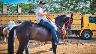 FEIRA DE CAVALO DE CARUARU PE TERÇA FEIRA 030924 nordeste [upl. by Nnahgiel202]