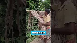 Este es un agricultor indio cosechando yute [upl. by Yxel]