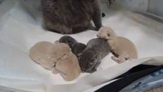 5 tiny British Shorthair kittens being born [upl. by Danella206]