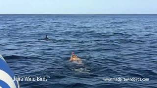 Swimming with Dolphins in Madeira Portugal [upl. by Nawat]