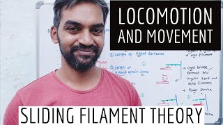 Locomotion and Movement  Sliding filament theory [upl. by Clark]