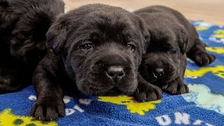 3 WEEK OLD LABRADOR PUPPIES [upl. by Nangatrad]