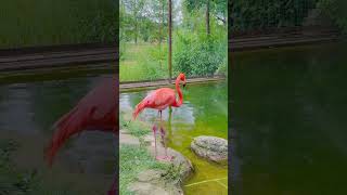 Flamingo’s Smooth Dance Moves amp Water Play at Toronto Zoo  African Savanna travel ontario canada [upl. by Kym]