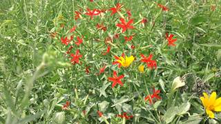 Royal Catchfly  Silene regia in full bloom at Ion Exchange [upl. by Itra]