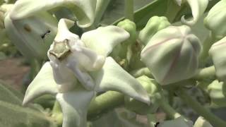 MandaraRuiWhite flowersAsclepiadaceaemilkweed family Calotropis gigantea or bowstring hemp [upl. by Secnarfyram523]