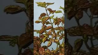 Polka dot plantshowplantlikesubscribeshortsfeedshortsviraltrendingsongnewyoutubergarden [upl. by Prager233]