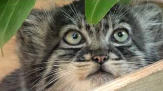 WHF Pallas Cat Kittens 2010  9 weeks old and getting brave [upl. by Eberly462]