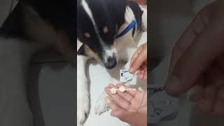 DRONTAL PLUS DOG DEWORMER TABLET Jack [upl. by Norraj]