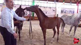 Italian Nationals 2019  Futurity Colts Class 14 [upl. by Chimene]