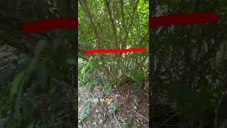 How to deal with Overgrown Forsythias [upl. by Buschi449]