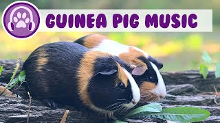 3 Hour Music Video for Guinea Pigs  Natural Stress and Anxiety Cure [upl. by Nilrah789]