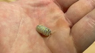 Isopod Care Guide  Armadillidium Vulgare “Magic Potion” 🧪 [upl. by Omocaig]