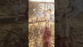 injection goat farmingbakra bag gya teka dakh krsamanyoutubeshorts cattlefeedmachine cow [upl. by Kylila]