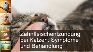 Zahnfleischentzündung bei Katze und Kater Symptome und Behandlung [upl. by Kaden]