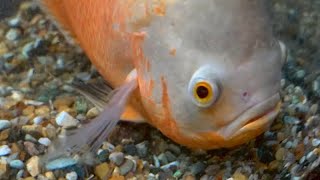 Albino Oscar Cichlid [upl. by Ttenyl]