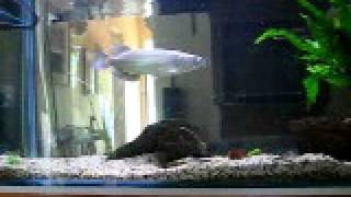 feeding fish live food the Saratoga [upl. by Alahsal43]