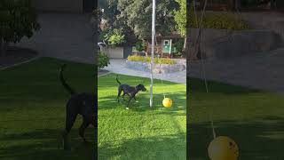 Labrador Great Dane Mix Plays Tetherball in Backyard  1517268 [upl. by Arriat]