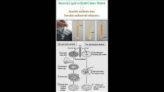 Different between Bacterial Liquid Culture Bacterial Spread Plate Culture and Bacterial Pour Plate [upl. by Milicent]