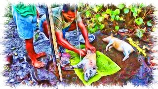 Samoan Movie  How To Cook a Whole Piglet  Primitive Technology of How To Bake It in the Earth Oven [upl. by Icats596]