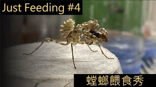 【4K】昆蟲vlog  Just Feeding4 螳螂捕食秀 [upl. by Piers202]