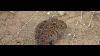 The Amargosa Vole [upl. by Binnie]