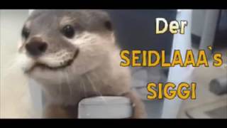 Der seidla Siggi der seidla Siggi [upl. by Broddy]