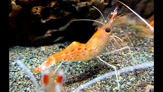 Norway Prawns AS Norwegian coldwater prawns [upl. by Lrem874]