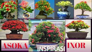 INSPIRASI Bonsai Asoka  ixora [upl. by Izzy504]