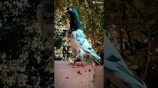 Choudry sakhi highflyer pigeon 143 [upl. by Haldane]