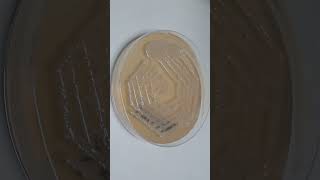 Bacterial colony morphology on MullerHinton agar bacterialcolony science [upl. by Ynahpit]